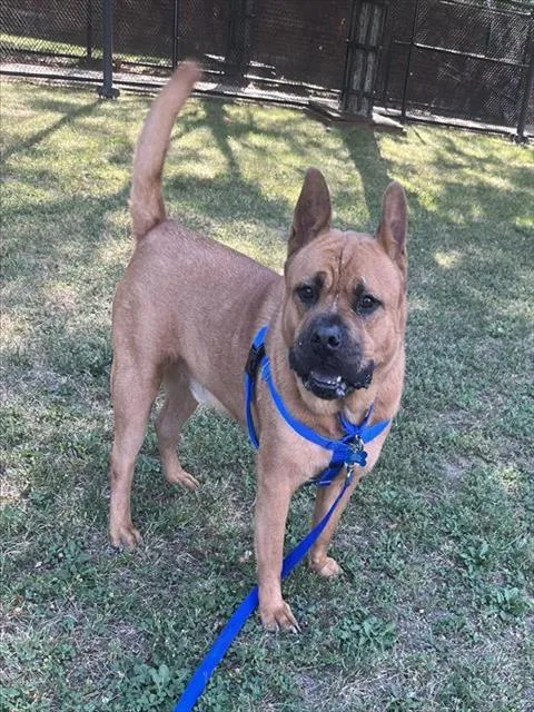 An adult medium-sized male Chow Chow dog named Keanu for adoption in Boston, MA