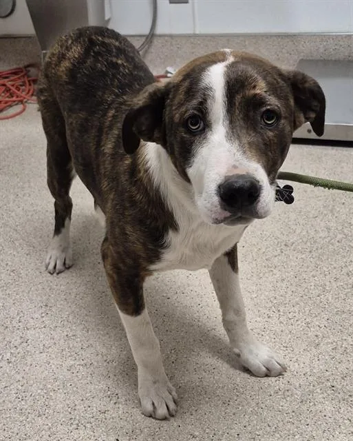 A young small-sized male Terrier dog named Tucker for adoption in Bakersfield, CA