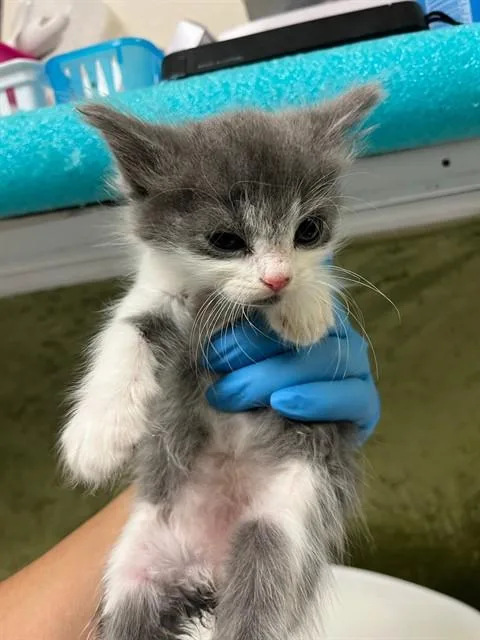 A baby small-sized female Domestic Short Hair cat named Misha for adoption in Riverside, CA