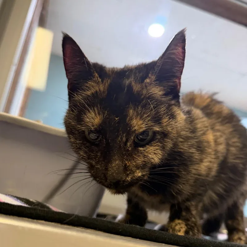 An adult medium-sized female Tortoiseshell Domestic Short Hair cat named Dove for adoption in Watertown, NY