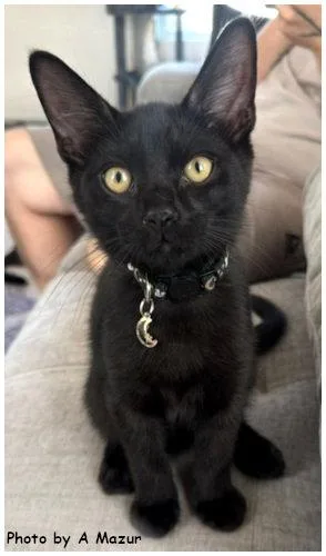 A baby medium-sized male Black Domestic Short Hair cat named Cook for adoption in Oak Ridge, TN