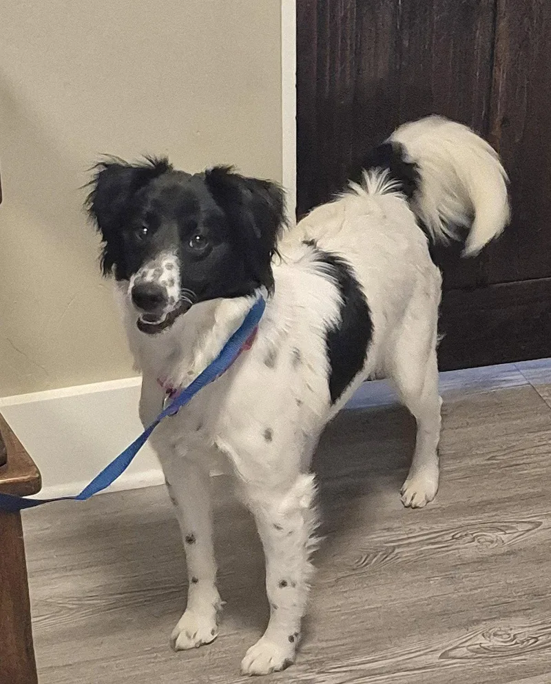 A young medium-sized female Mixed Breed dog named Callie for adoption in Emmett, ID