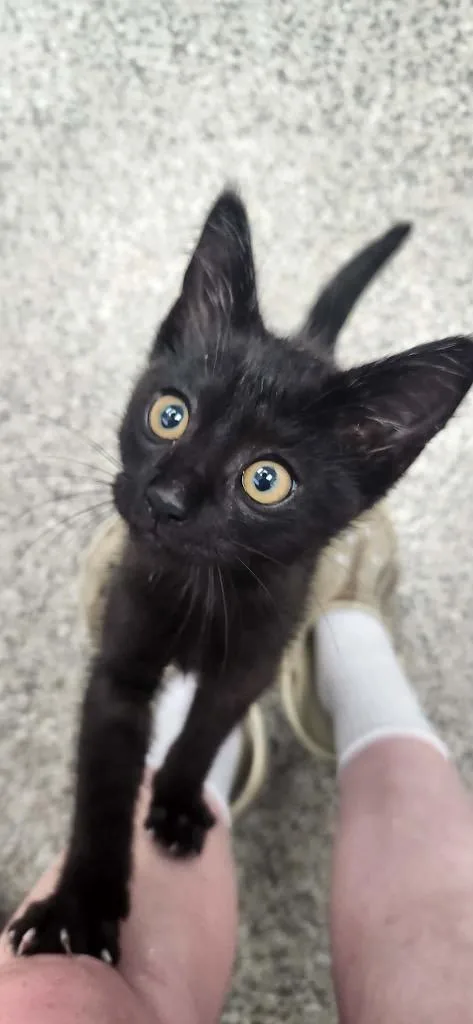 A baby small-sized male Domestic Short Hair cat named Uncle Sam for adoption in Van Wert, OH