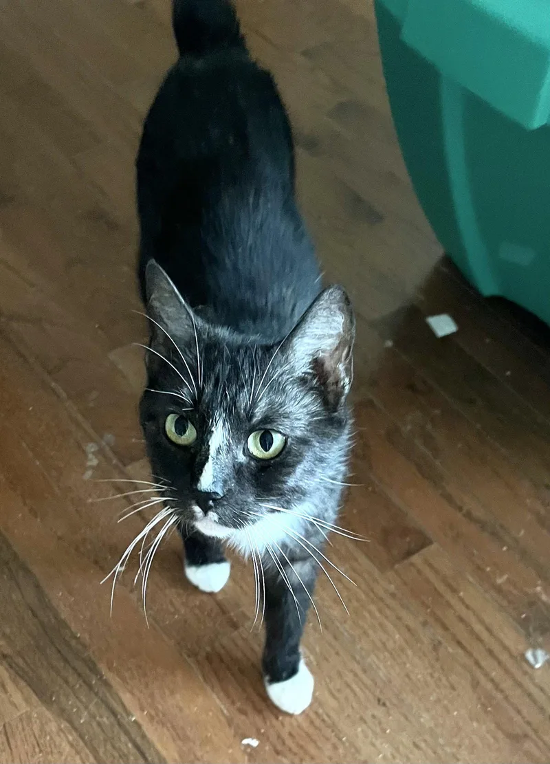 A young medium-sized female Black & White / Tuxedo Domestic Short Hair cat named Mumzy for adoption in Camden, SC
