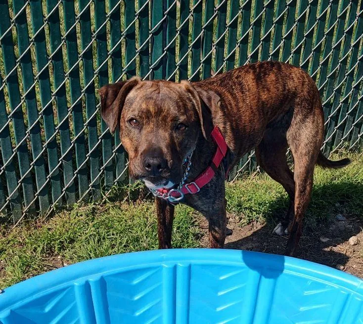 An adult medium-sized female Brindle Hound dog named Nova for adoption in Cape May Court House, NJ