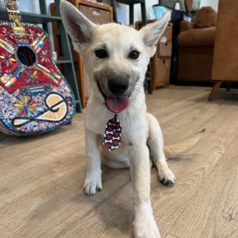 A baby small-sized male Yellow / Tan / Blond / Fawn Husky dog named Scooter for adoption in Indiantown, FL