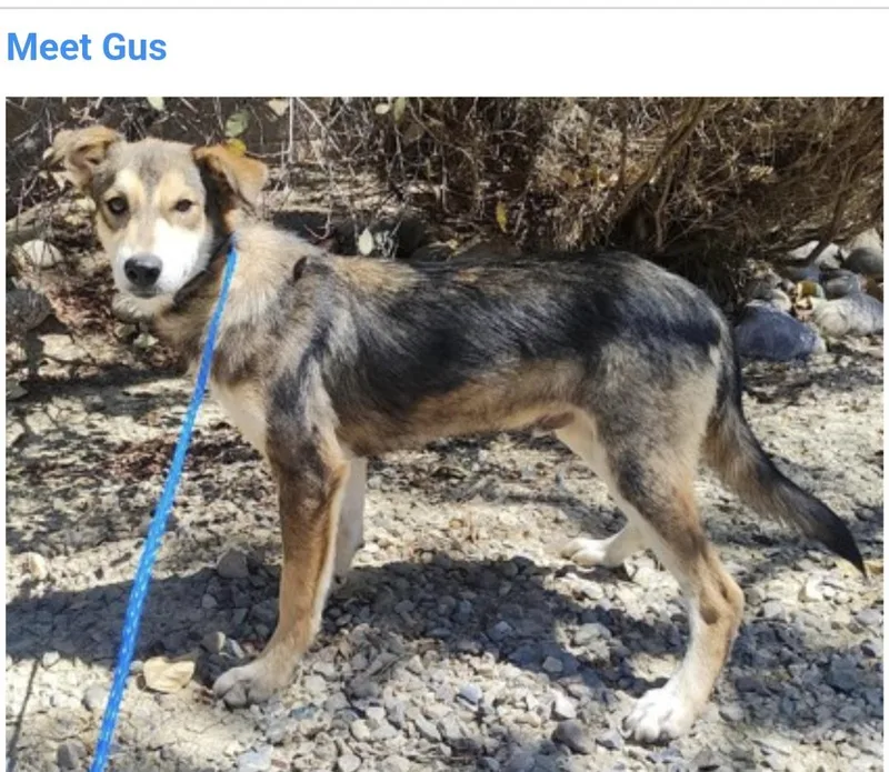 A baby medium-sized male Siberian Husky dog named Gus for adoption in Salt Lake City, UT