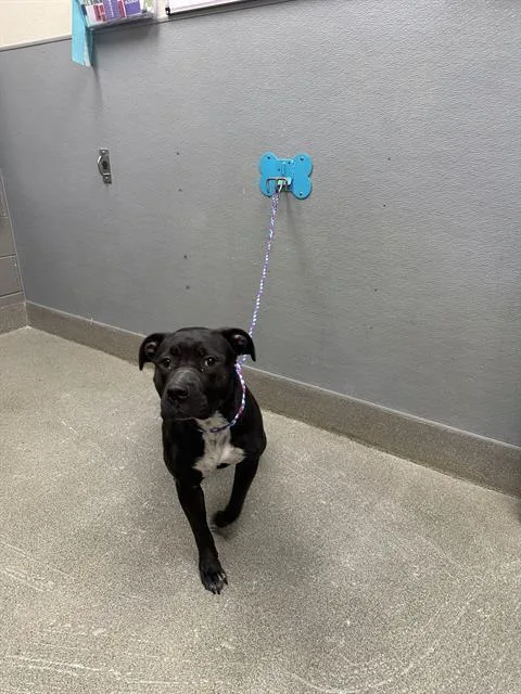 A young large-sized female Pit Bull Terrier dog named Violet for adoption in Las Vegas, NV