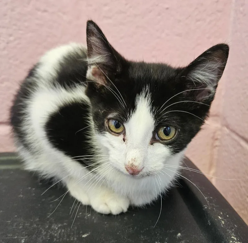 A baby small-sized male American Shorthair cat named Roller for adoption in Sherwood, AR