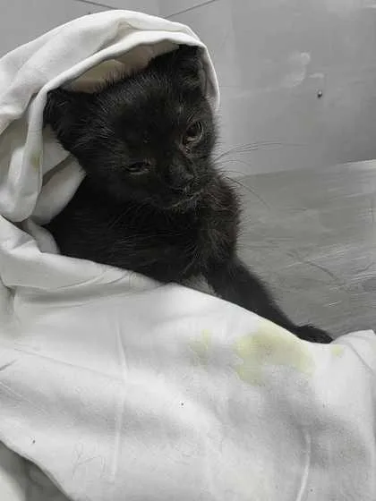 A baby small-sized male Domestic Short Hair cat named Picasso for adoption in Sevierville, TN