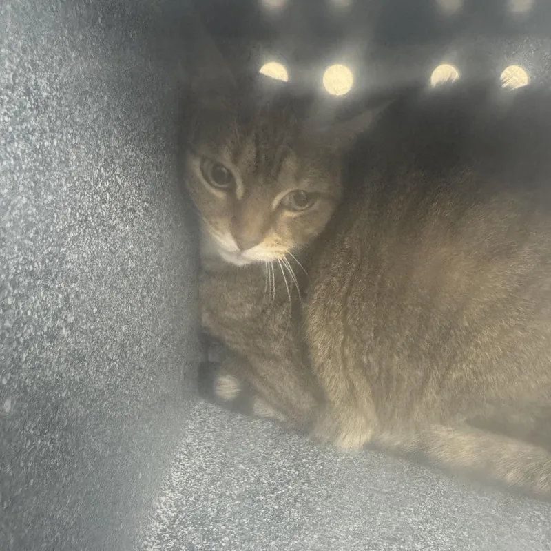 An adult large-sized female Brown / Chocolate Domestic Short Hair cat named Gorda for adoption in Newark, NJ