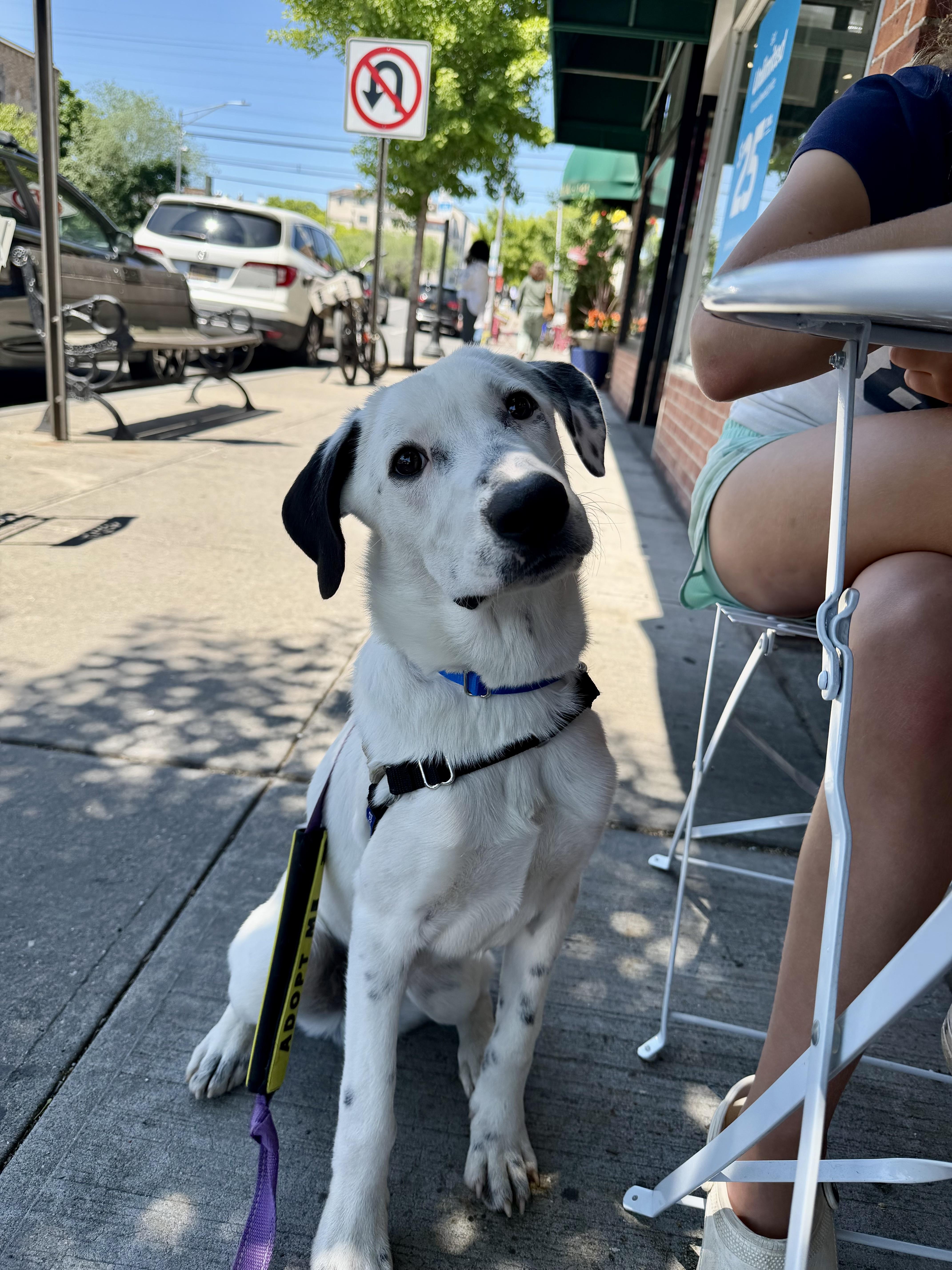 A baby medium-sized male White / Cream Labrador Retriever dog named Jack for adoption in Harrison, NY