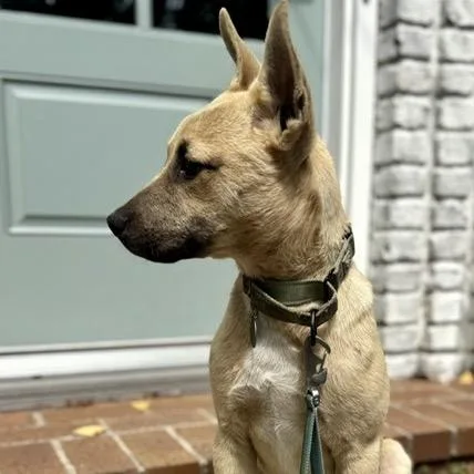 A young medium-sized male Yellow / Tan / Blond / Fawn Mixed Breed dog named Meyer for adoption in Buffalo, MN