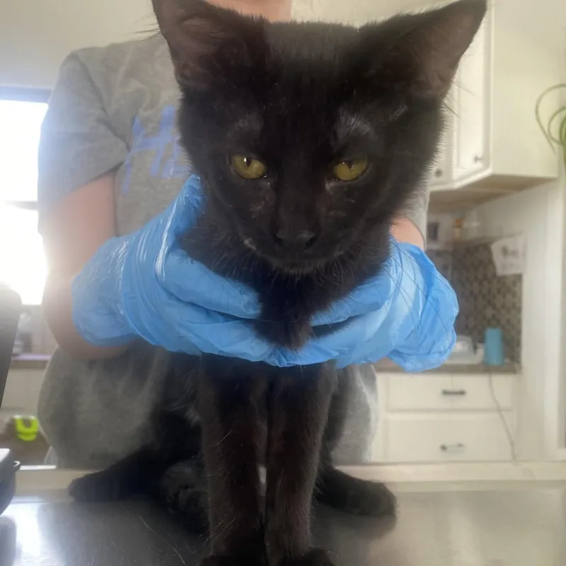 A baby medium-sized female Black Domestic Short Hair cat named Dely for adoption in Chapel Hill, NC