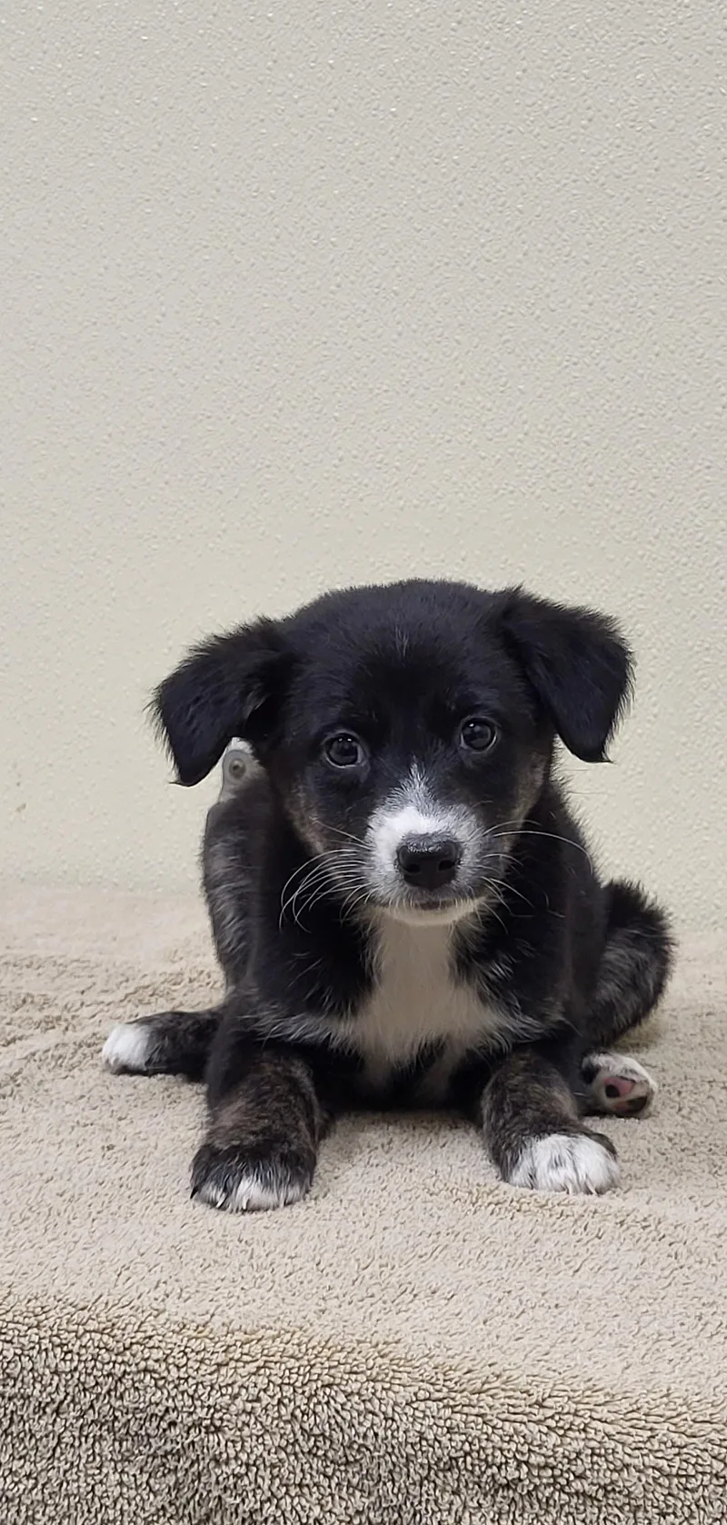 A baby medium-sized female Black Border Collie dog named Rainbow Dash for adoption in Marion, MS