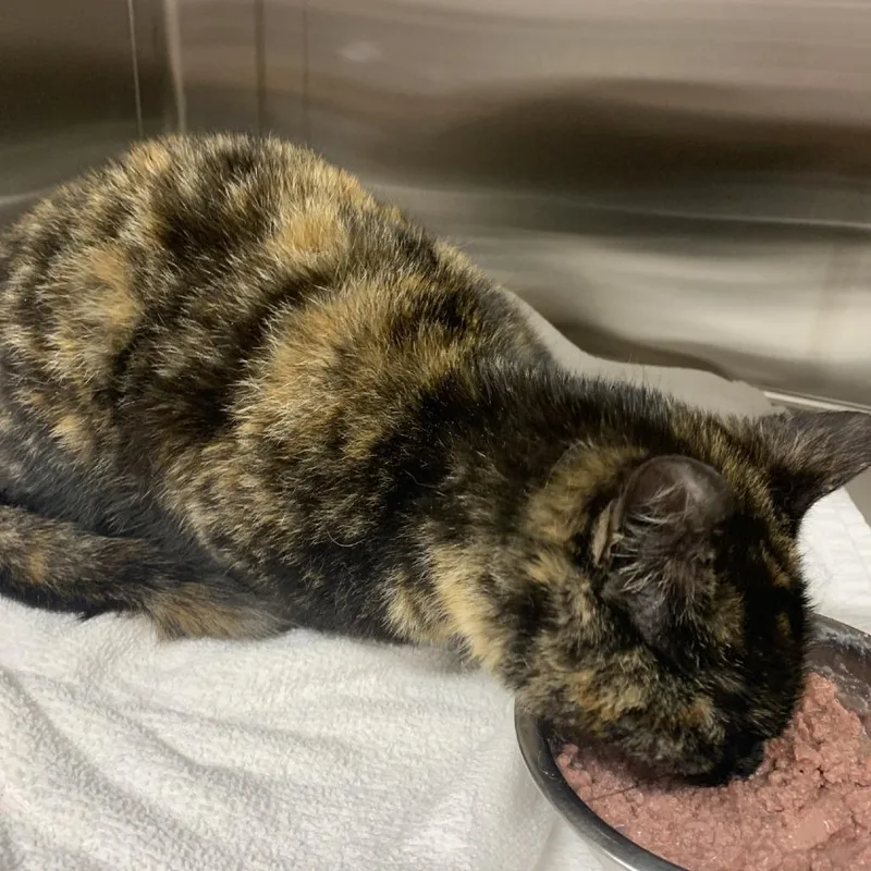 A young small-sized female Tortoiseshell Domestic Short Hair cat named Peanut Butter for adoption in Morganton, NC