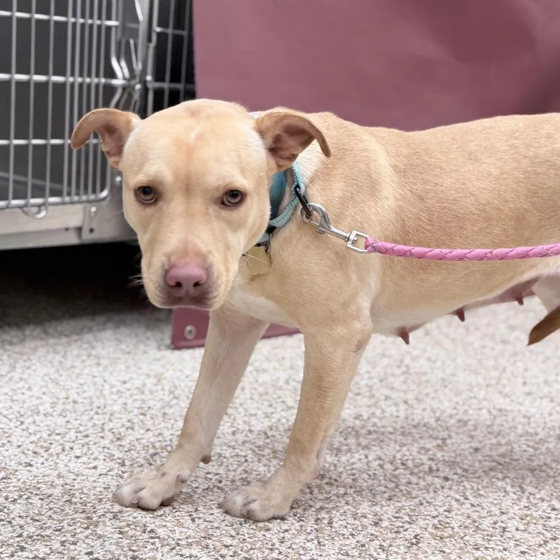 An adult medium-sized female Yellow / Tan / Blond / Fawn Mixed Breed dog named Yumi for adoption in Auburn, AL