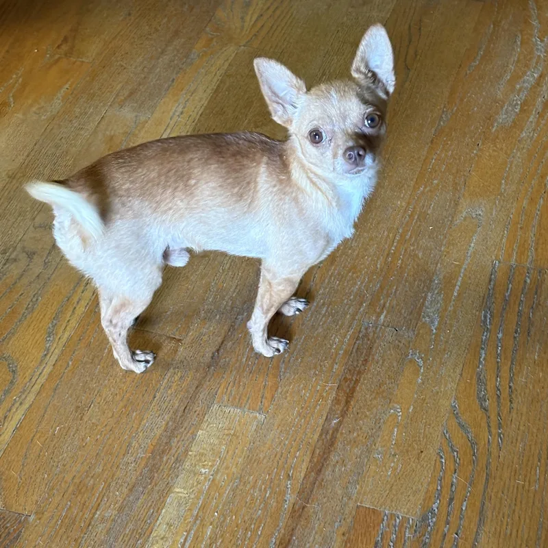 An adult small-sized male Yellow / Tan / Blond / Fawn Chihuahua dog named Paco for adoption in Sonora, CA
