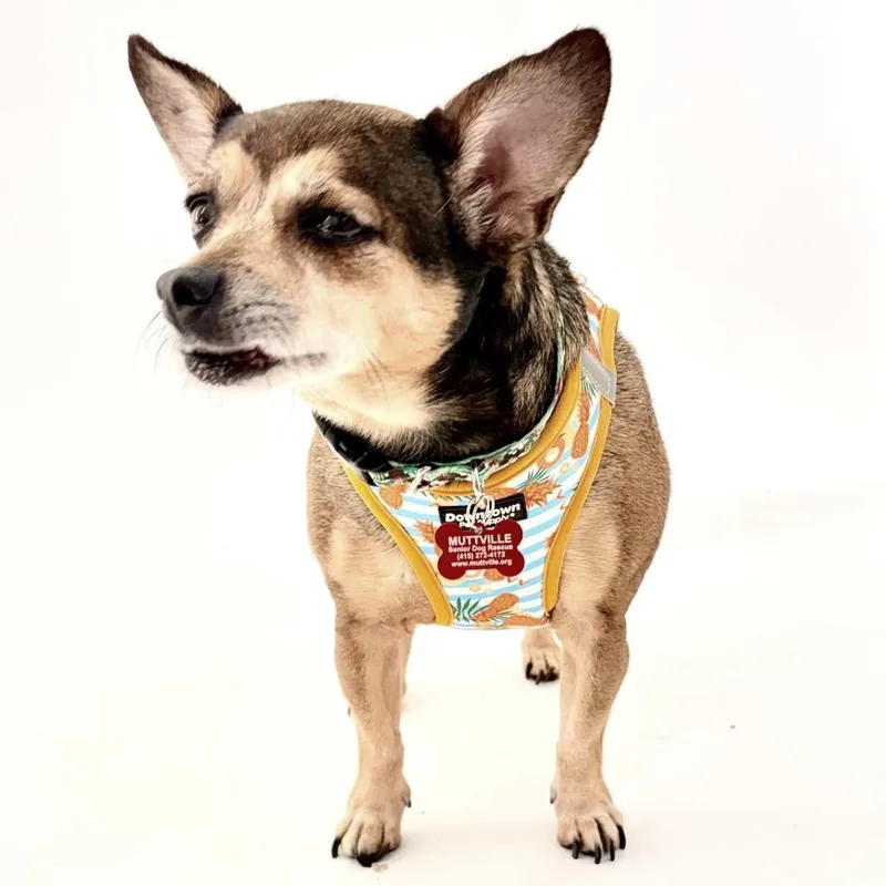 A senior small-sized female Brown / Chocolate Chihuahua dog named Shiver for adoption in San Francisco, CA
