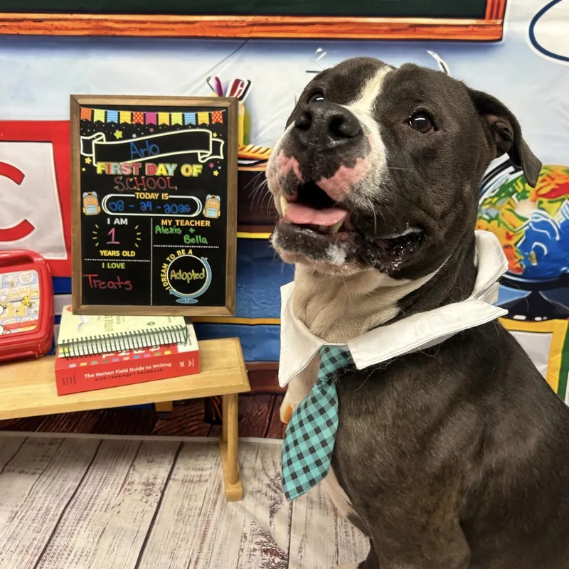An adult medium-sized male Pit Bull Terrier dog named Arlo for adoption in Columbia, SC