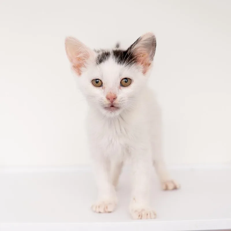A baby small-sized female Domestic Short Hair cat named Shedu for adoption in New York, NY