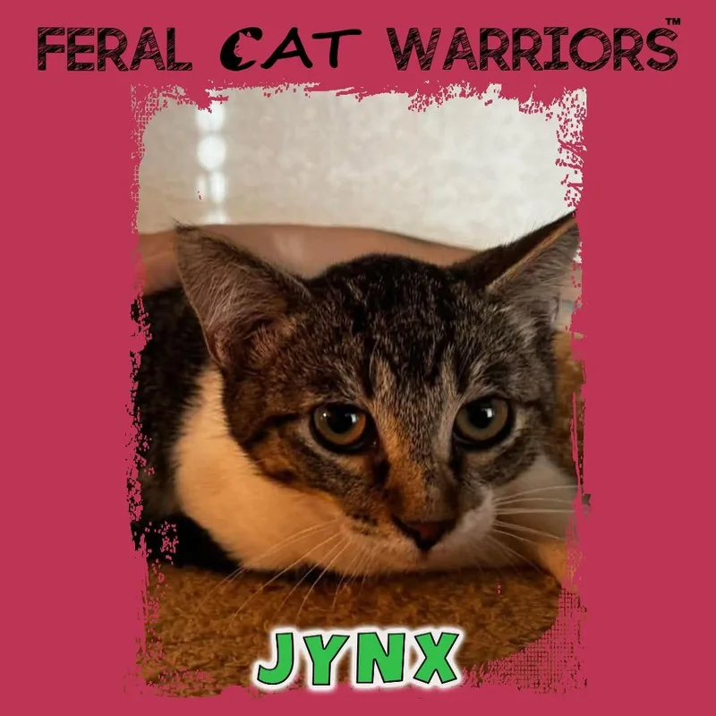 A baby small-sized male Brown / Chocolate Domestic Short Hair cat named Jynx for adoption in Kingman, AZ