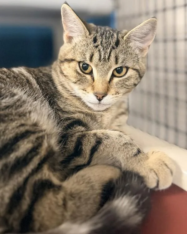 A young small-sized female Domestic Short Hair cat named Bubbi for adoption in Novato, CA