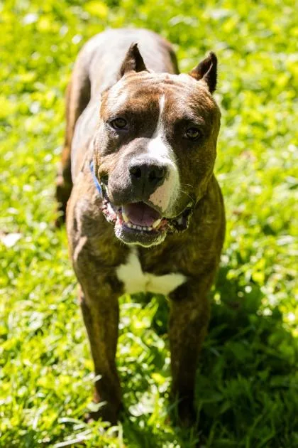 An adult medium-sized male Mixed Breed dog named Zeke for adoption in West Chester, PA
