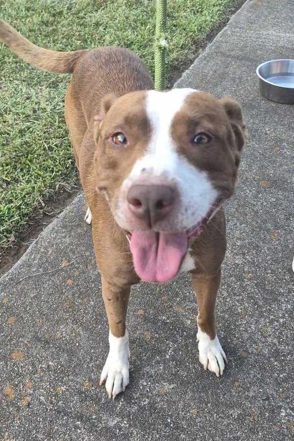 An adult medium-sized female Pit Bull Terrier dog named Pen Lumi for adoption in Lawrenceville, GA