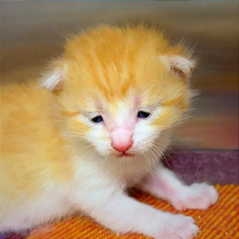 A baby small-sized female Orange / Red Domestic Medium Hair cat named Banana Chill... for adoption in Hannibal, MO