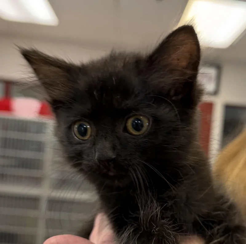 A baby medium-sized female Black Domestic Medium Hair cat named Ingrid for adoption in Slidell, LA
