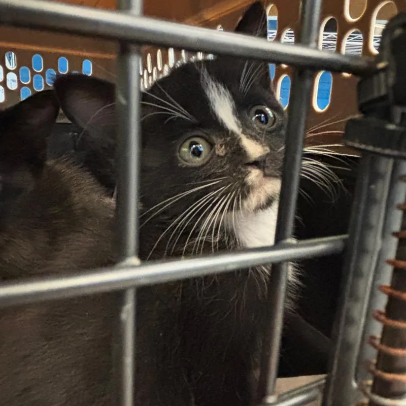 A baby small-sized male Domestic Short Hair cat named Pinto for adoption in Montgomery, AL
