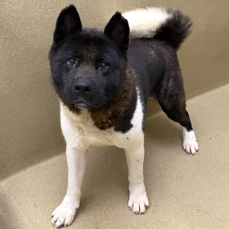 An adult large-sized male Black Akita dog named York for adoption in Monroe, GA