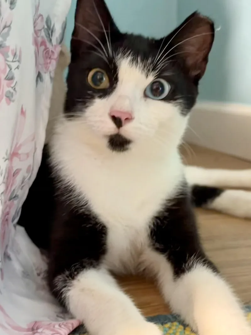 A baby medium-sized male Domestic Short Hair cat named Bluey for adoption in Lantana, FL