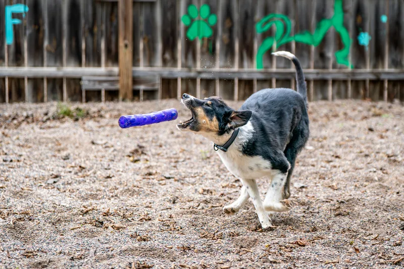 An adult medium-sized female Tricolor (Brown, Black, & White) Border Collie dog named Daisy for adoption in Red Wing, MN