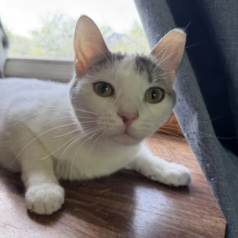 A young medium-sized female White Domestic Short Hair cat named Andouille for adoption in Medina, OH