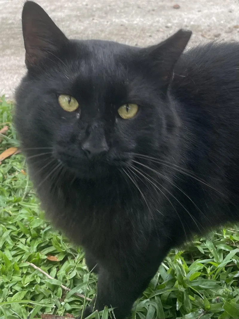 An adult medium-sized male Domestic Long Hair cat named Nero for adoption in Brooksville, FL