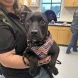 A baby medium-sized female Black Labrador Retriever dog named Kira for adoption in Tampa, FL