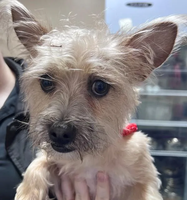An adult small-sized male Terrier dog named Teddy for adoption in Dallas, GA