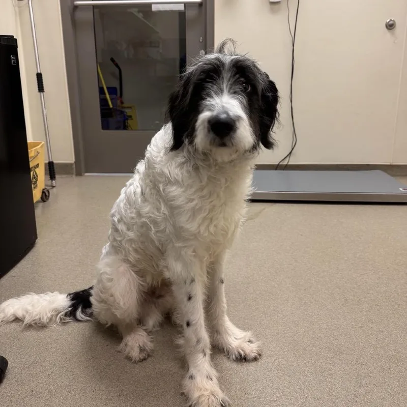 A young medium-sized male White / Cream Standard Poodle dog named Moose for adoption in Roanoke, VA