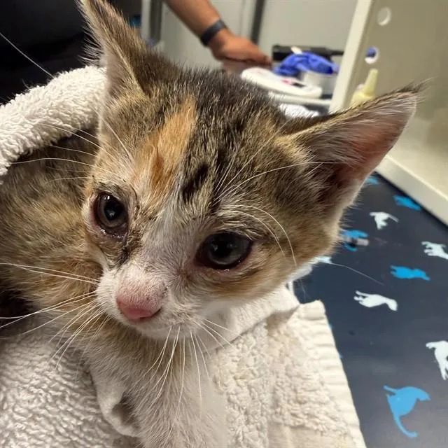 A baby small-sized female Domestic Short Hair cat named Maggy for adoption in Ontario, CA