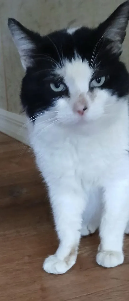 An adult medium-sized male Black & White / Tuxedo Domestic Short Hair cat named Tausif for adoption in Satellite Beach, FL