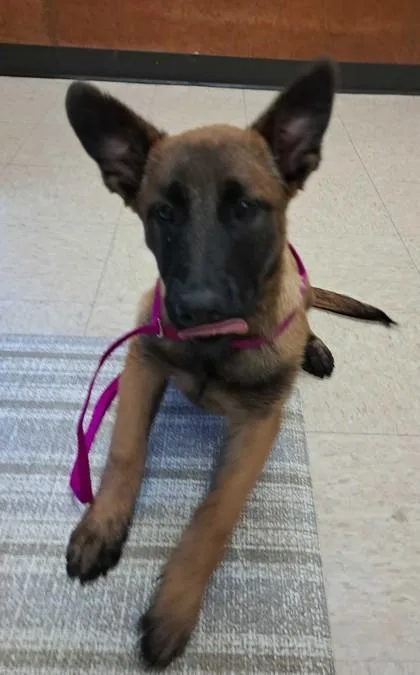 A baby medium-sized female Belgian Shepherd / Malinois dog named Clotho for adoption in Burlington, WA
