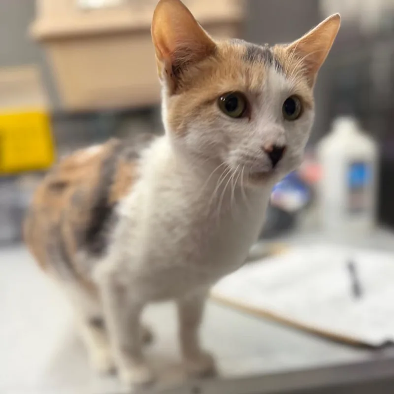 A young medium-sized female Domestic Short Hair cat named Smore for adoption in Spokane, WA