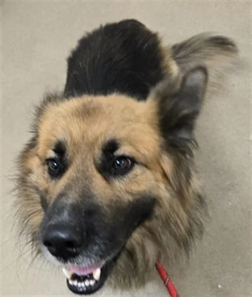 A young medium-sized male German Shepherd Dog dog named Marco for adoption in Santa Barbara, CA