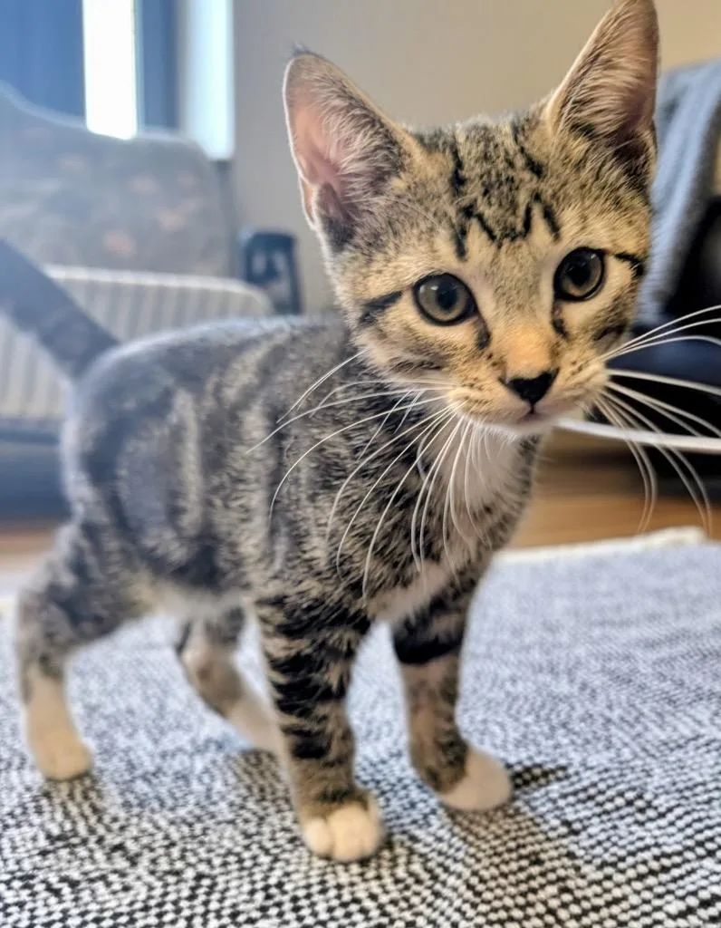 A baby small-sized male Domestic Short Hair cat named Malachi for adoption in Fort Myers, FL