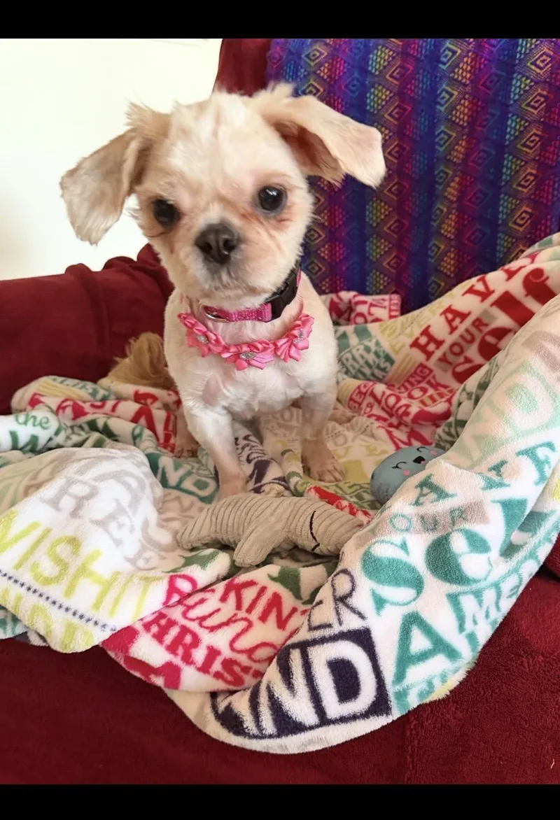 A young small-sized female Shih Tzu dog named Brownie for adoption in Las Vegas, NV