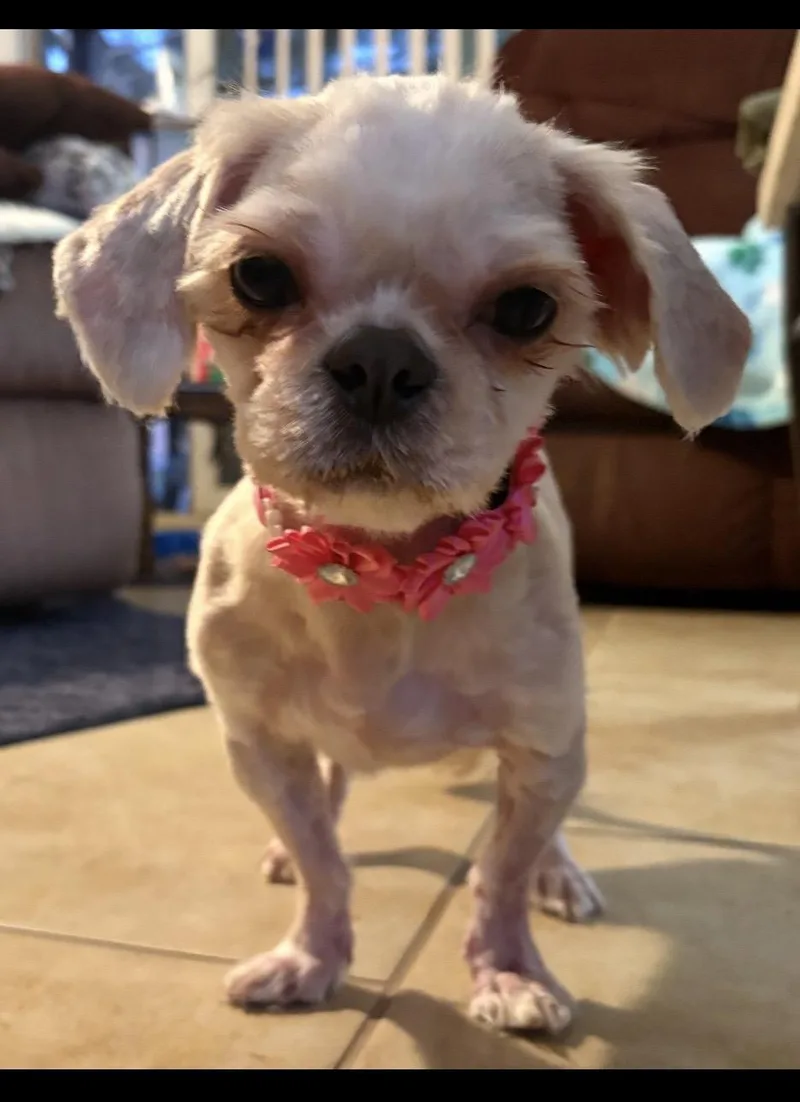 Brownie thumbnail 2