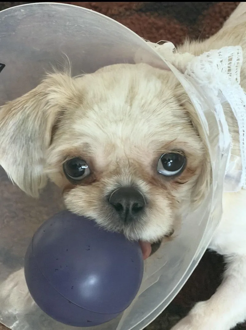Brownie thumbnail 3