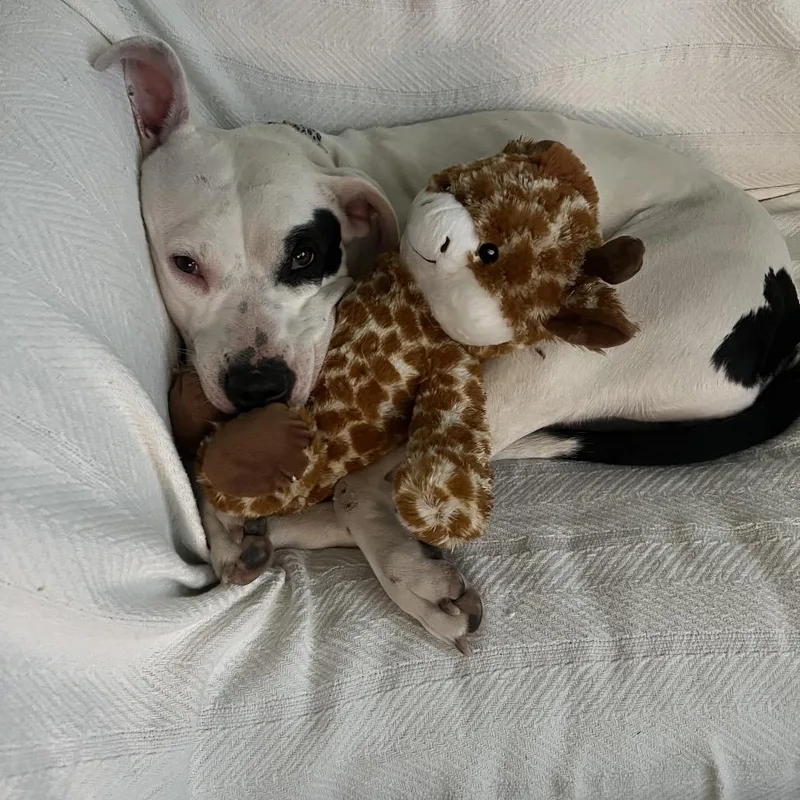 Cleopatra thumbnail 2